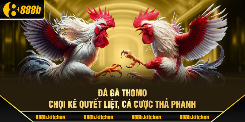 Đá Gà Thomo - Chọi Kê Quyết Liệt, Cá Cược Thả Phanh